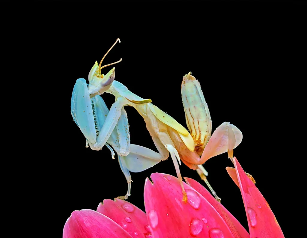 Bunga Papan Pernikahan Murah Jakarta