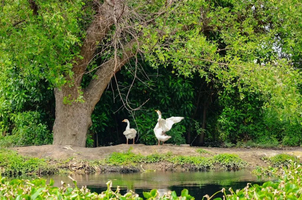 Layanan Bunga Papan Bekasi